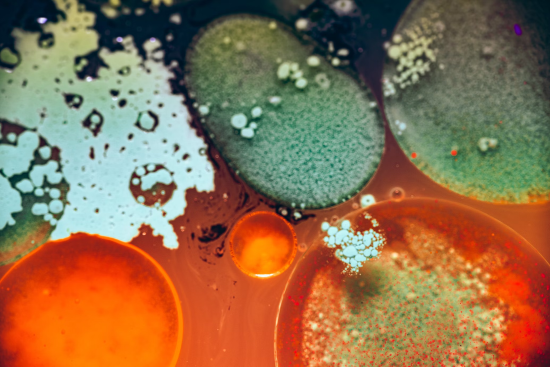 Mikrobiom und Probiotika – Wie die Darmflora unser Immunsystem beeinflusst