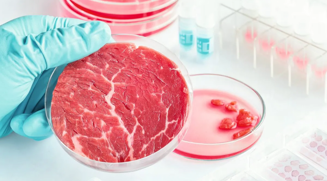 Sind Labor-Fleischprodukte eine bessere Alternative für Mensch und Umwelt?
