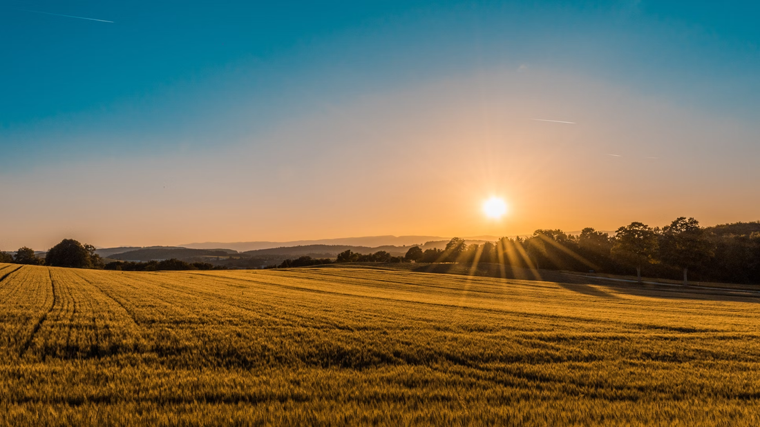 Vitamin D – Ein lebenswichtiger Nährstoff für jede Jahreszeit